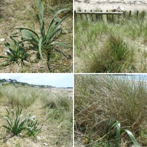 PENWITH FLORA - WILD