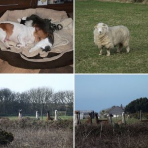 Animals