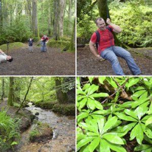 Trevaylor Woods