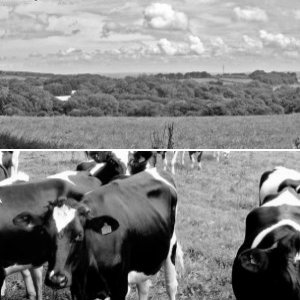 Countryside B/W