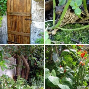 Our Garden