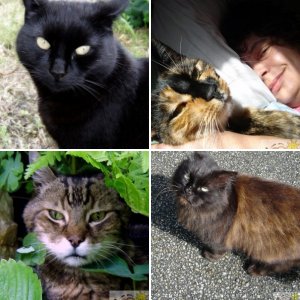 Penzance Cats