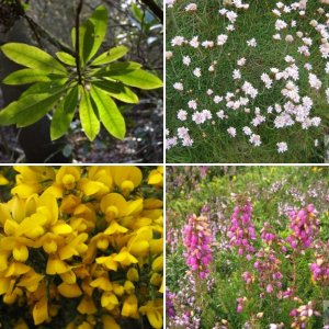 Flowers in penwith.