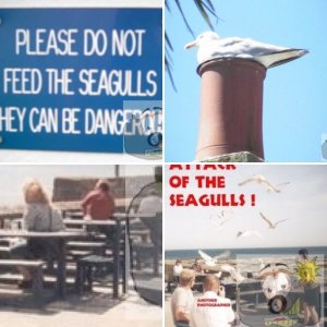 Seagulls