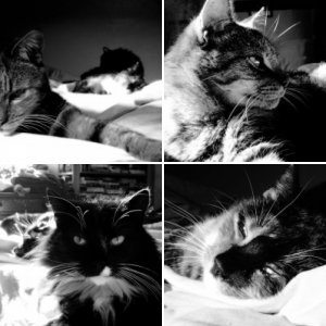 Bed Cats
