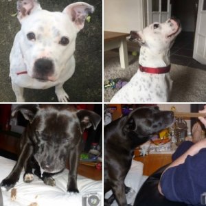 our foster dog album