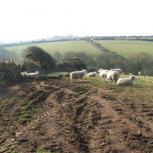 Sheep