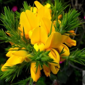 Gorse
