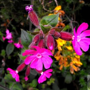 Pink campion