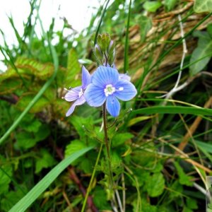 Speedwell