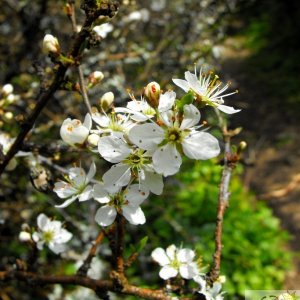 Blackthorn