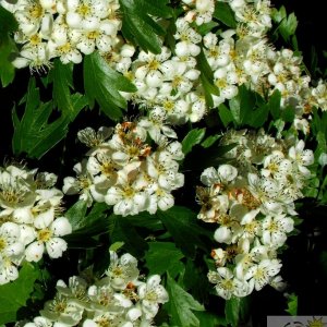 Hawthorn