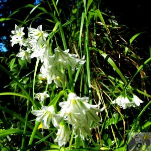 Three-cornered leek