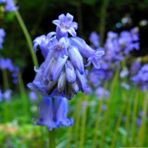Bluebell