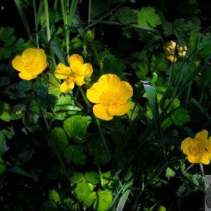 Buttercup