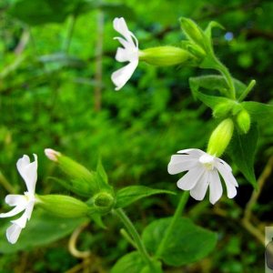 White campion