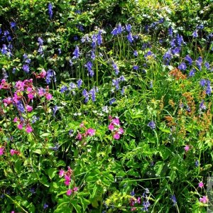 Blue, pink and green