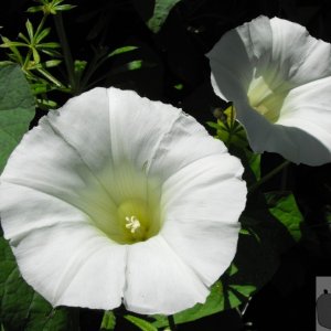 Hedge bindweed