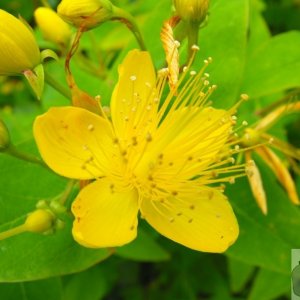 St John's Wort