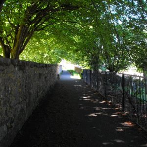 Leafy canopy (1)