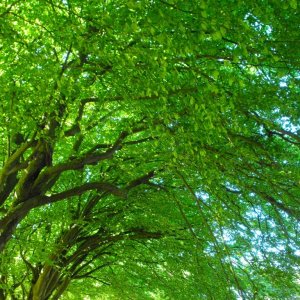 Leafy canopy (2)
