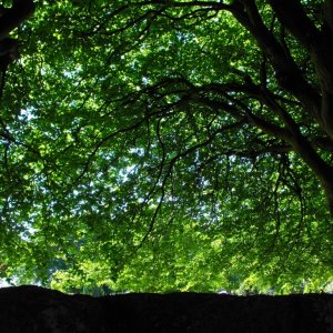 Leafy canopy (3)
