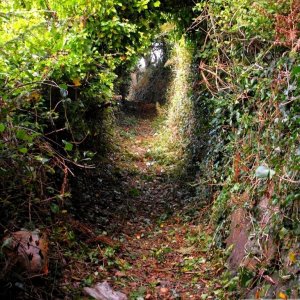 Polmennor (1)
