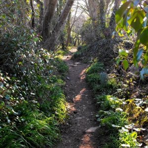 Polmennor (2)