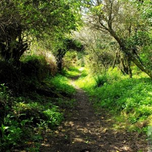 Into the woods