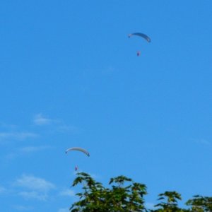 Paragliders
