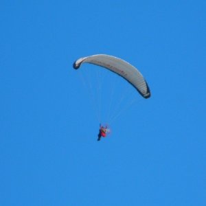 Paragliders