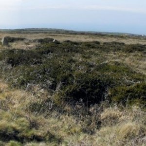 Treen Common