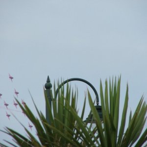 Red Arrows