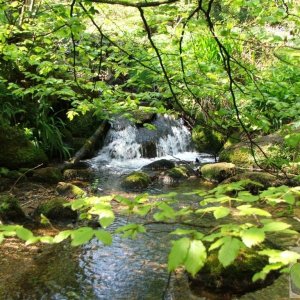 Shaded stream
