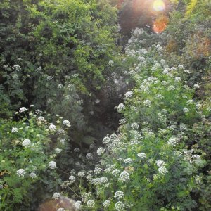 Upstream