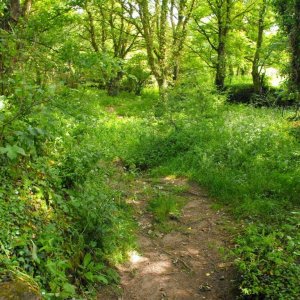 Into the woods