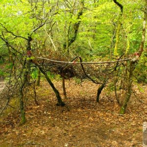 Shelter