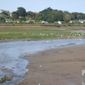 Hayle Estuary: Sept., 2007 and its wildfowl