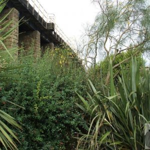 Looking up through foliage to the Viaduct, Hayle