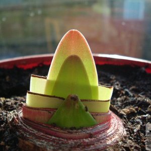 A repotted amaryllis after one week