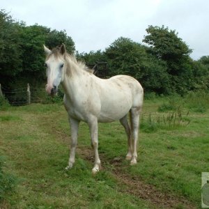 The White Horse at Chysauster! Not carved out of the hillside!