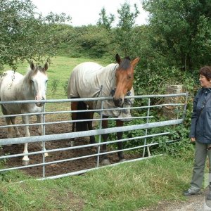 Two more horses at Chysauster and a 'Knight'!