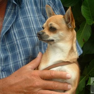 Chihuahua on Mazey Day, 2005