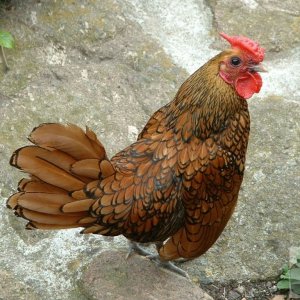 Alright, my cock! (Mousehole, June, 2005, in a cliffside garden)