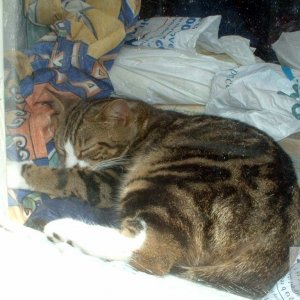 A Cat in the Window (Mousehole, 2005) - for Derek Tangye fans
