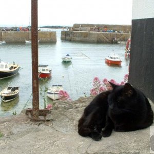 Another Mousehole cat!