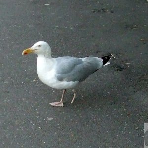 One-legged gull