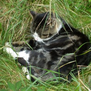 Sleeping tabby - Barwis Hill - 19Sep10