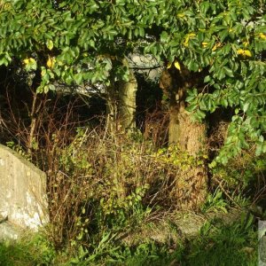 A grave business - St Just churchyard - 27Oct10