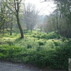 A field way down to Lamorna Cove